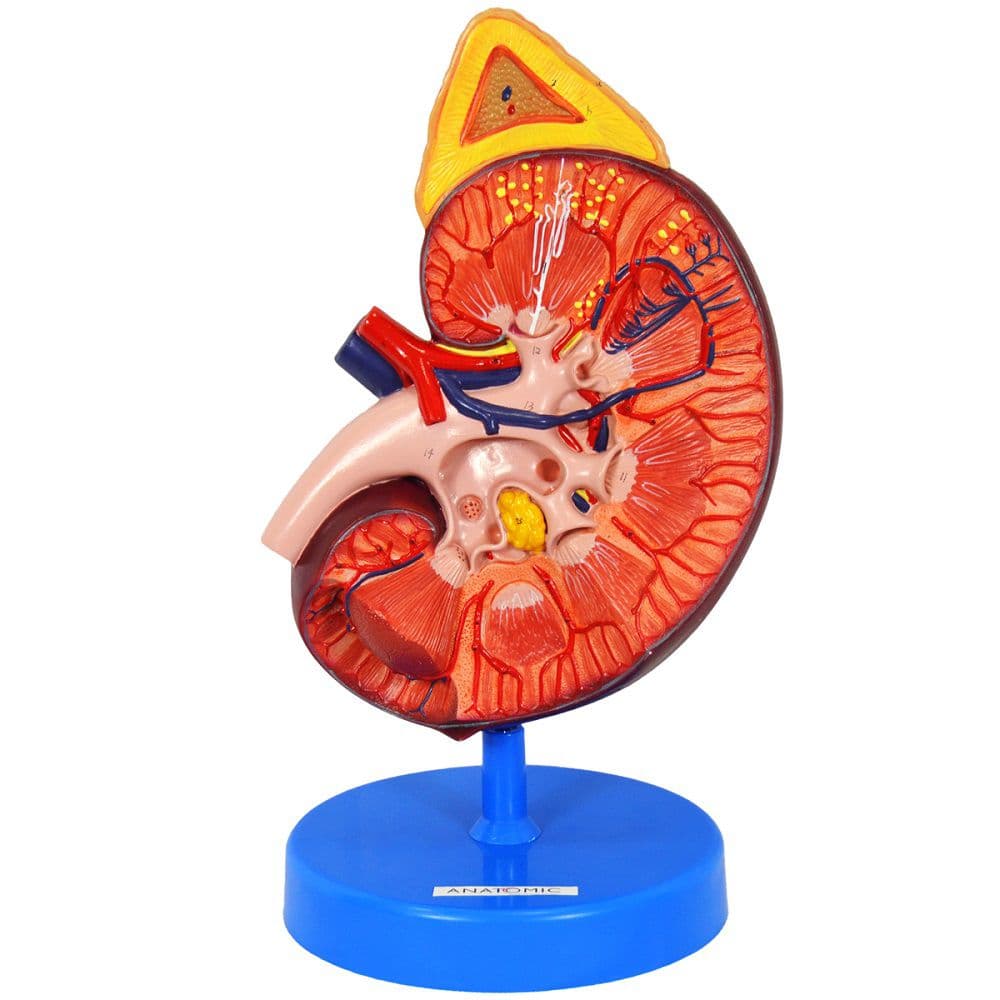 Rim Ampliado em Corte Sagital - Portal do Médico