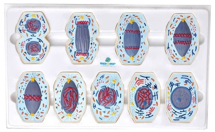 Mitose em 9 Partes - Portal do Médico