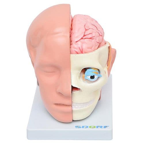 Cabeça Humana com Cérebro em 10 pts Modelo Anatomia - Portal do Médico