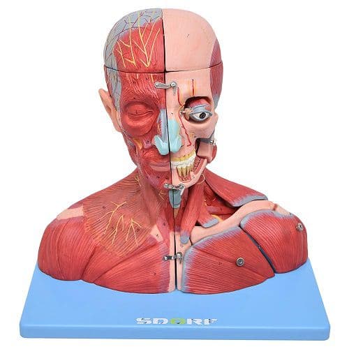Cabeça,Pescoço com Parte do Tronco Musculado e Cérebro - Portal do Médico