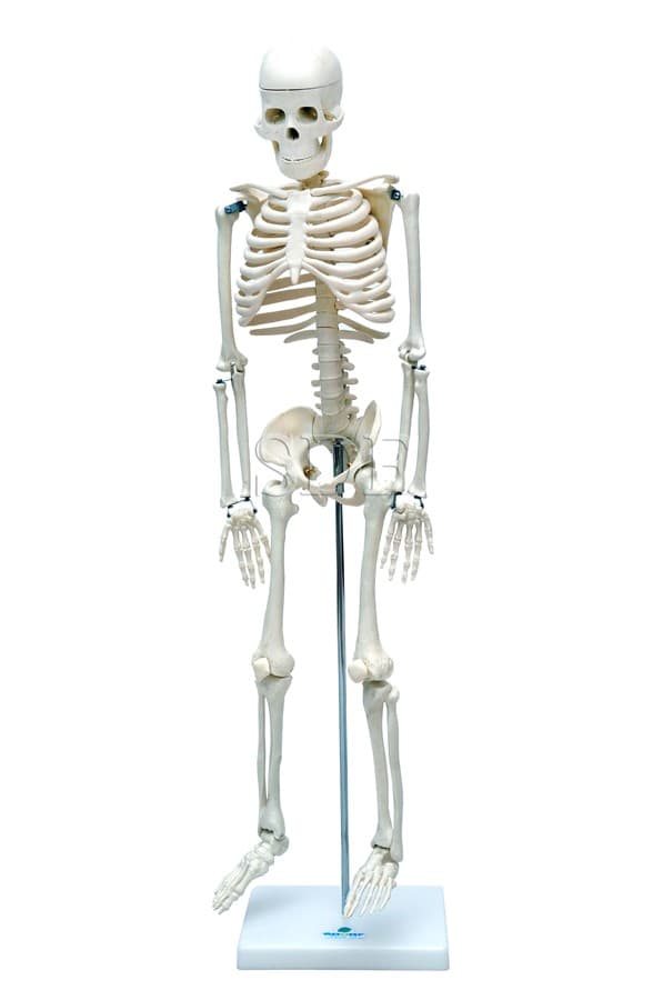 Esqueleto Humano de 85 cm com Suporte SD5002 - SDORF Scientific