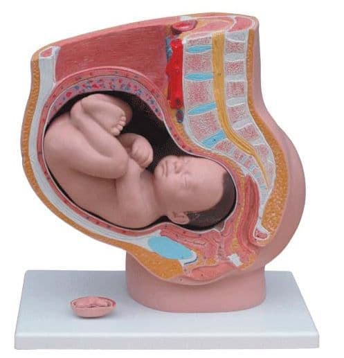 Pélvis Feminina de Gravidez 4 Partes - Portal do Médico