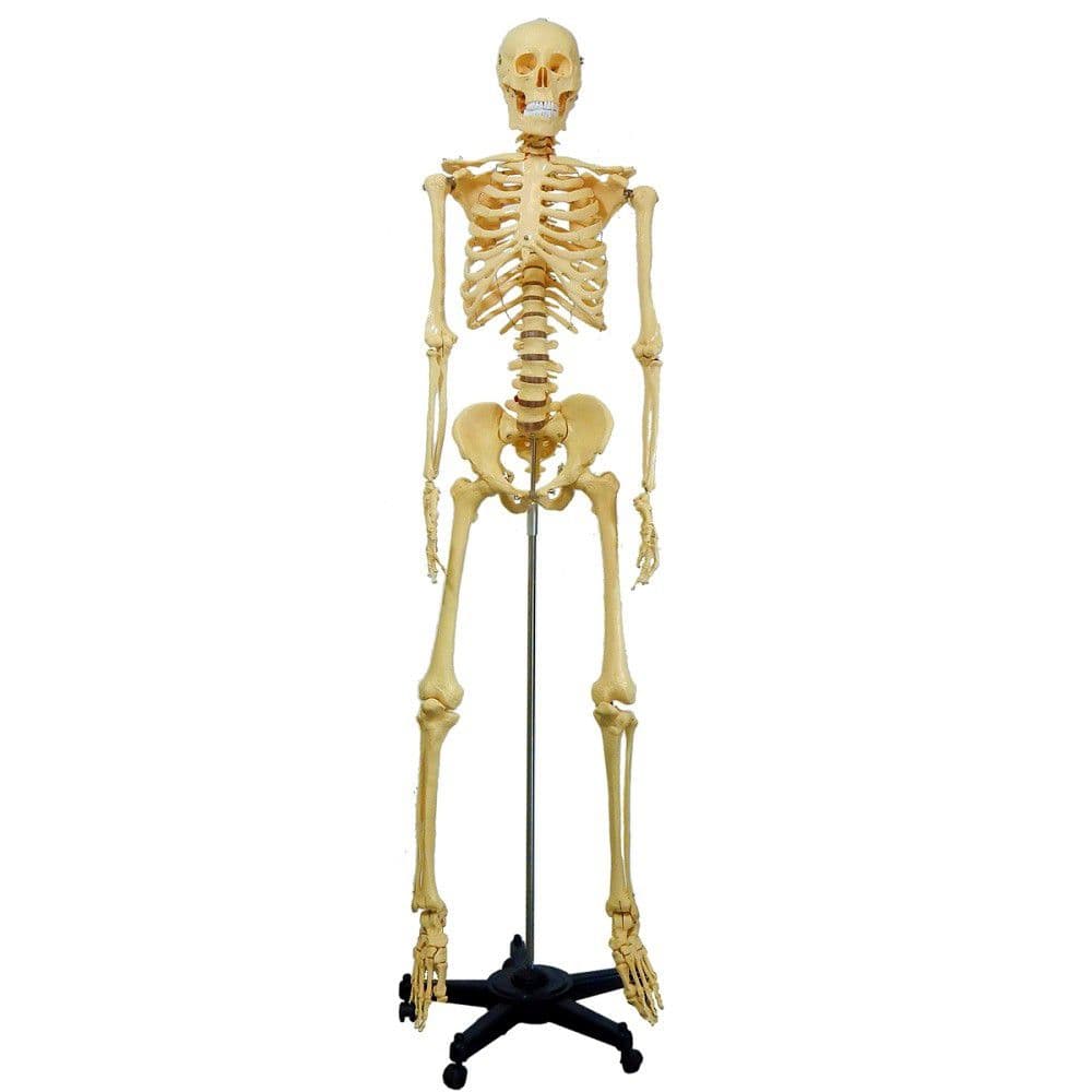 Esqueleto Humano 1,70 cm Altura Suporte e Rodas