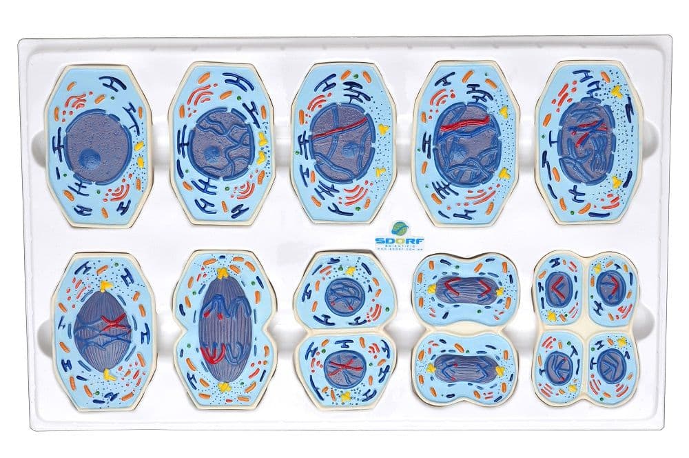 Meiose em 10 Fases Modelo Anatomia