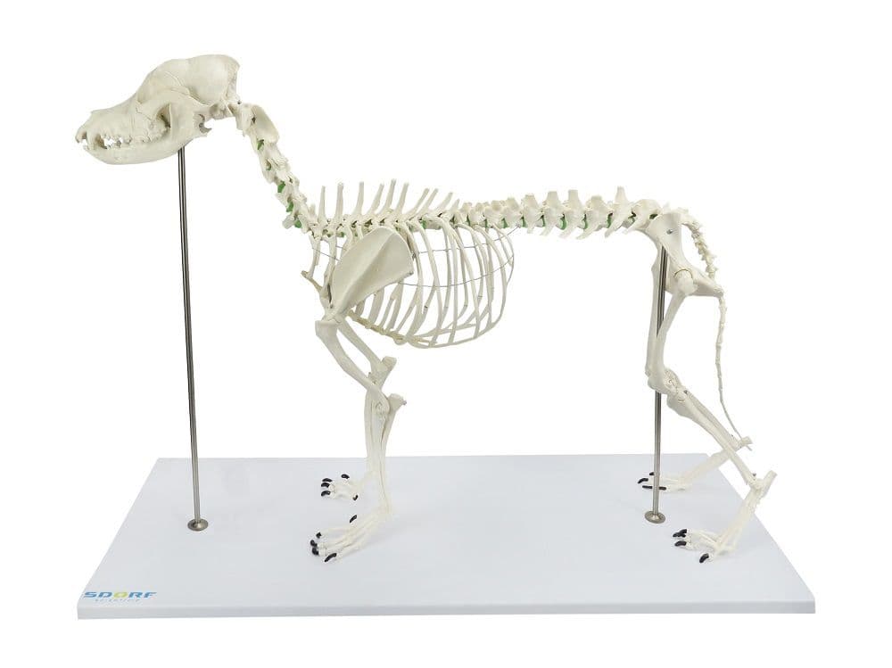 Esqueleto de Cachorro de Porte Grande