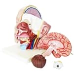 Cabeça com 4 partes - Anatomic - Portal do Médico