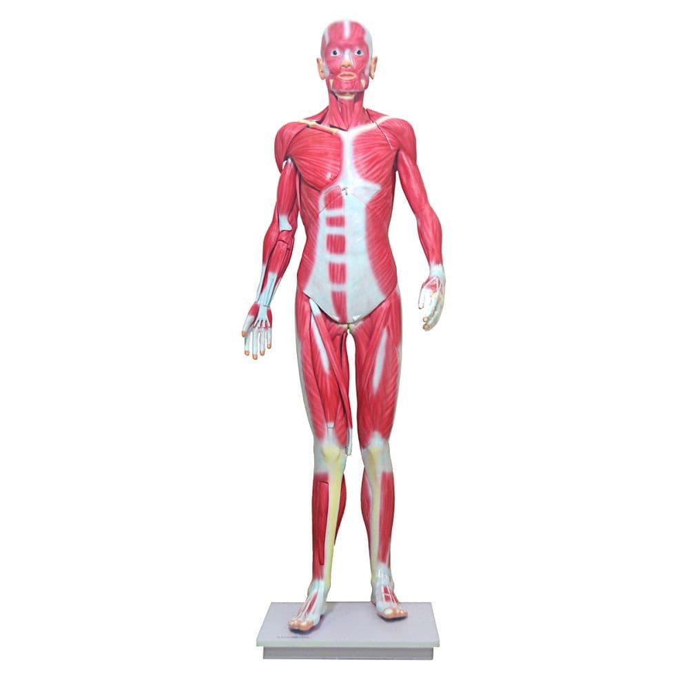 Manequim Muscular Assexuado 170 cm com 34 partes Modelo Anatômico - Portal do Médico