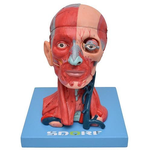 Cabeça Humana e Pescoço Musculados em 10 Partes - Portal do Médico