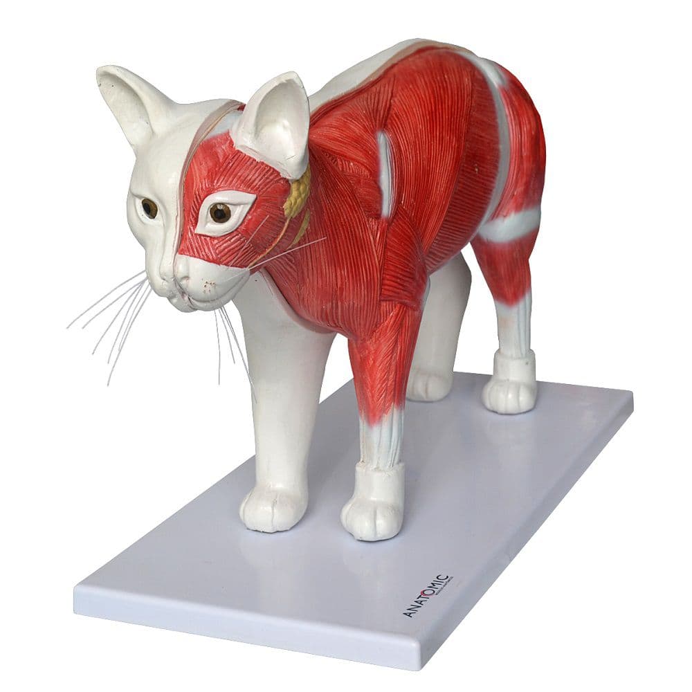 Anatomia do Gato