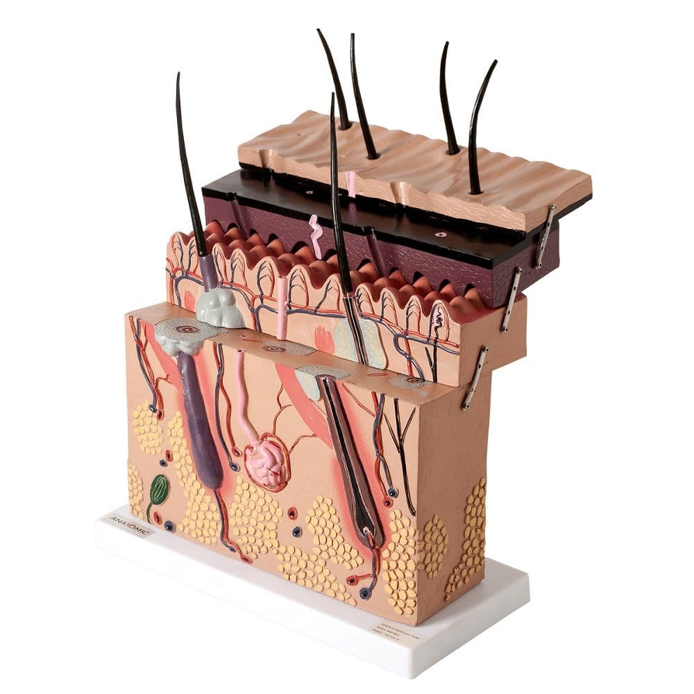 Pele Ampliado em Camadas Modelo Anatomia - Portal do Médico