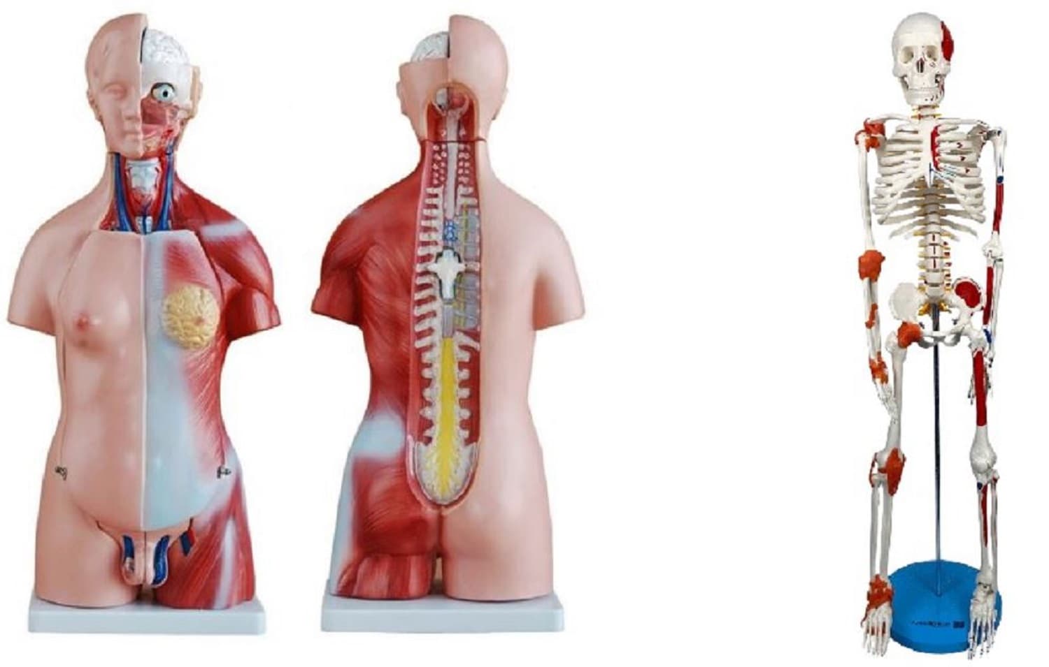 TORSO BISSEXUAL DE 45 CM + ESQUELETO DE 85 CM COM LIGAMENTOS - Portal do Médico