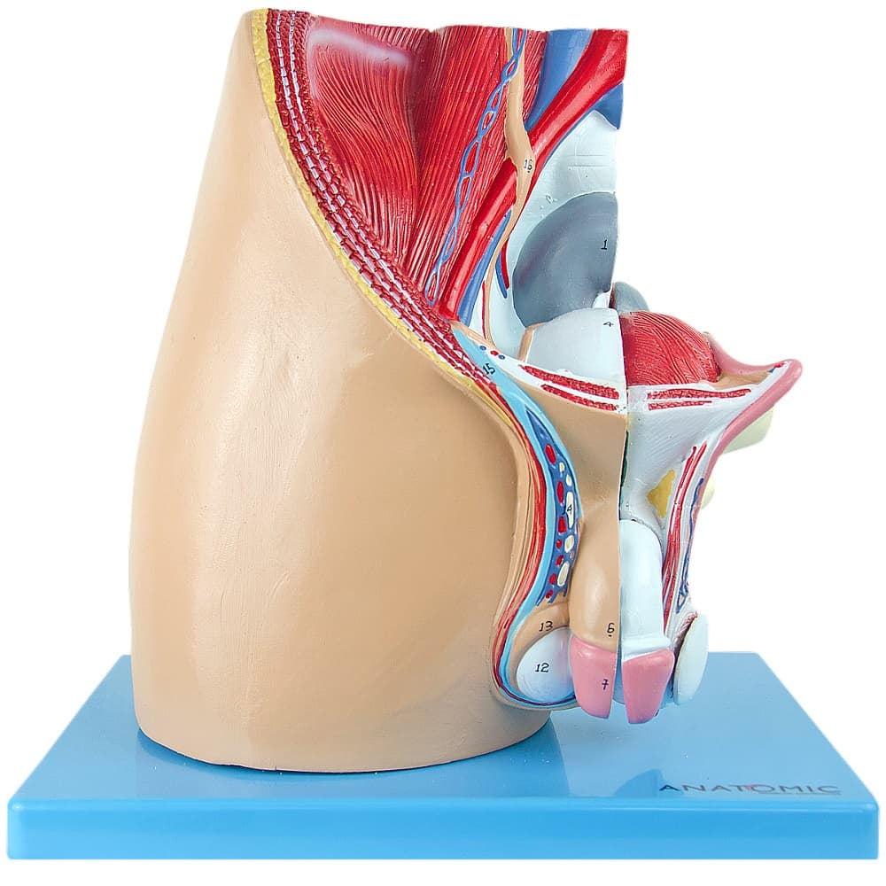 Pelve Masculina em corte mediano, Anatomia - Portal do Médico