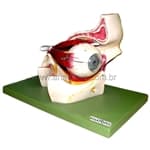 Olho em Órbita Ampliado c/ 11 partes - Anatomic - Portal do Médico
