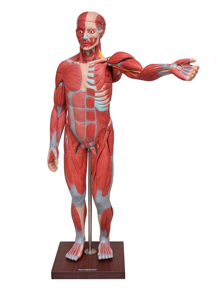 Figura Muscular de 1,70 cm c/ Órgãos Internos em 22 Partes