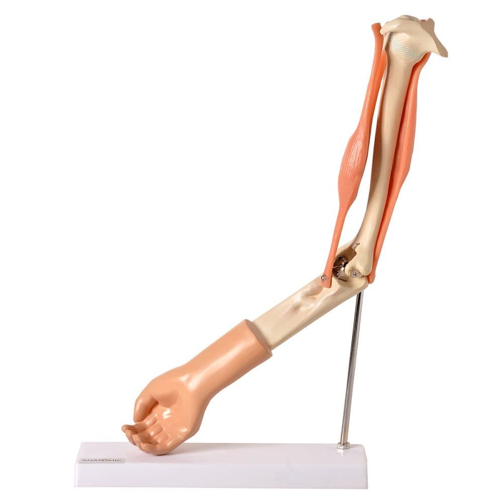 Braço com Músculo Articulado Modelo Anatômia