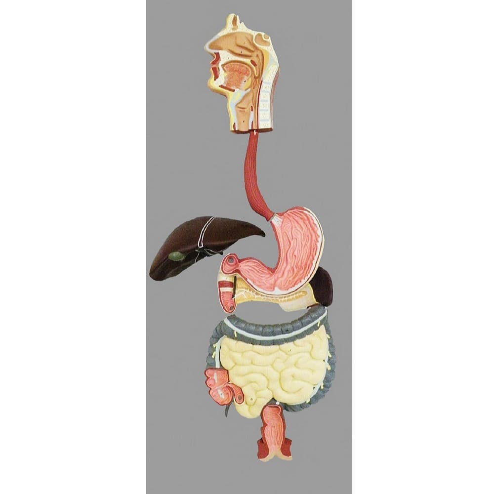Modelo De Sistema Digestorio Em Prancha Anatomic