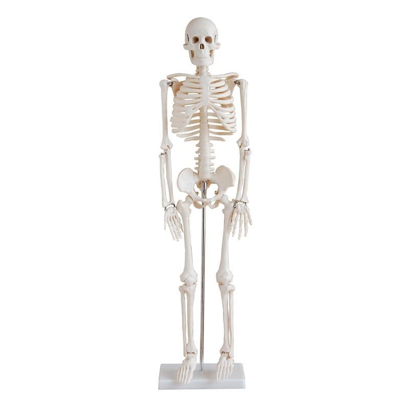 Esqueleto humano padrão articulado 85cm de altura