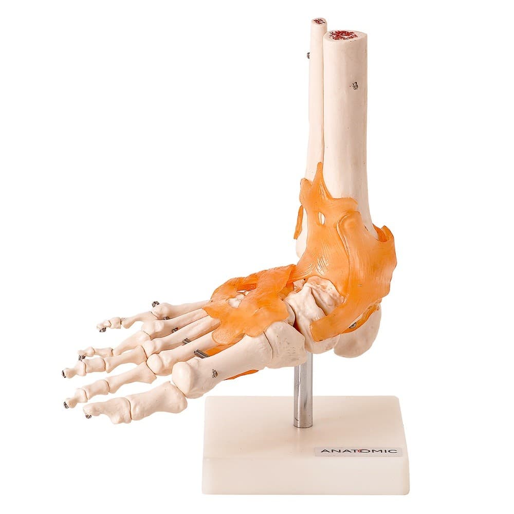 Esqueleto Articulação do Pé, Modelo Anatomia