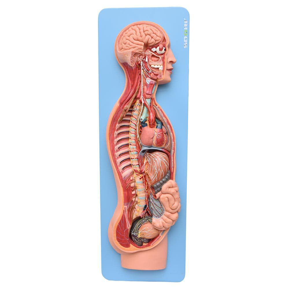 Sistema Nervoso Simpático e Parassimpático Modelo Anatomia - Portal do Médico