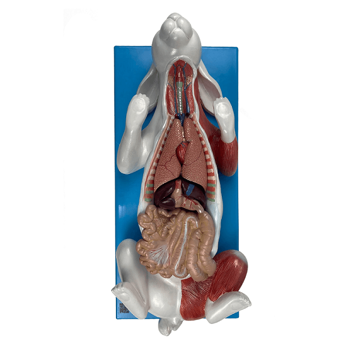 Anatomia do Coelho, em Placa