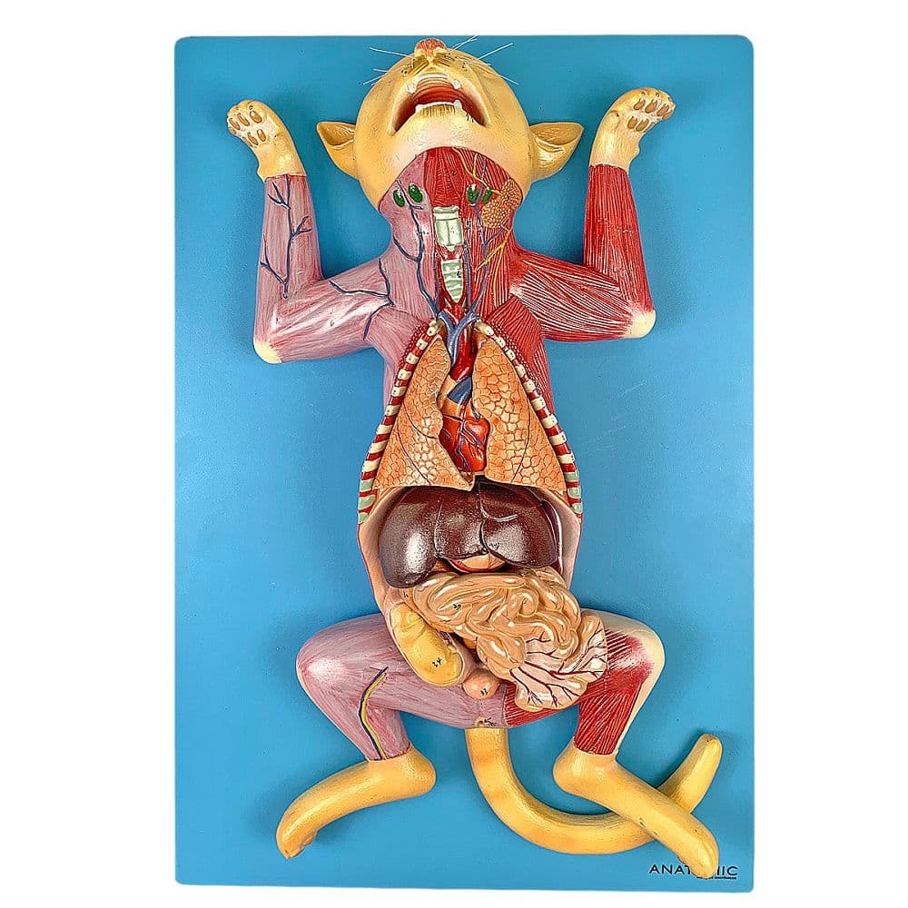 Anatomia do Gato em Placa - Portal do Médico