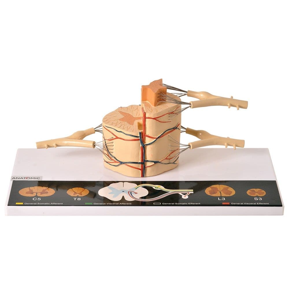 Medula Espinhal Ampliada 6x Modelo Anatomia - Portal do Médico
