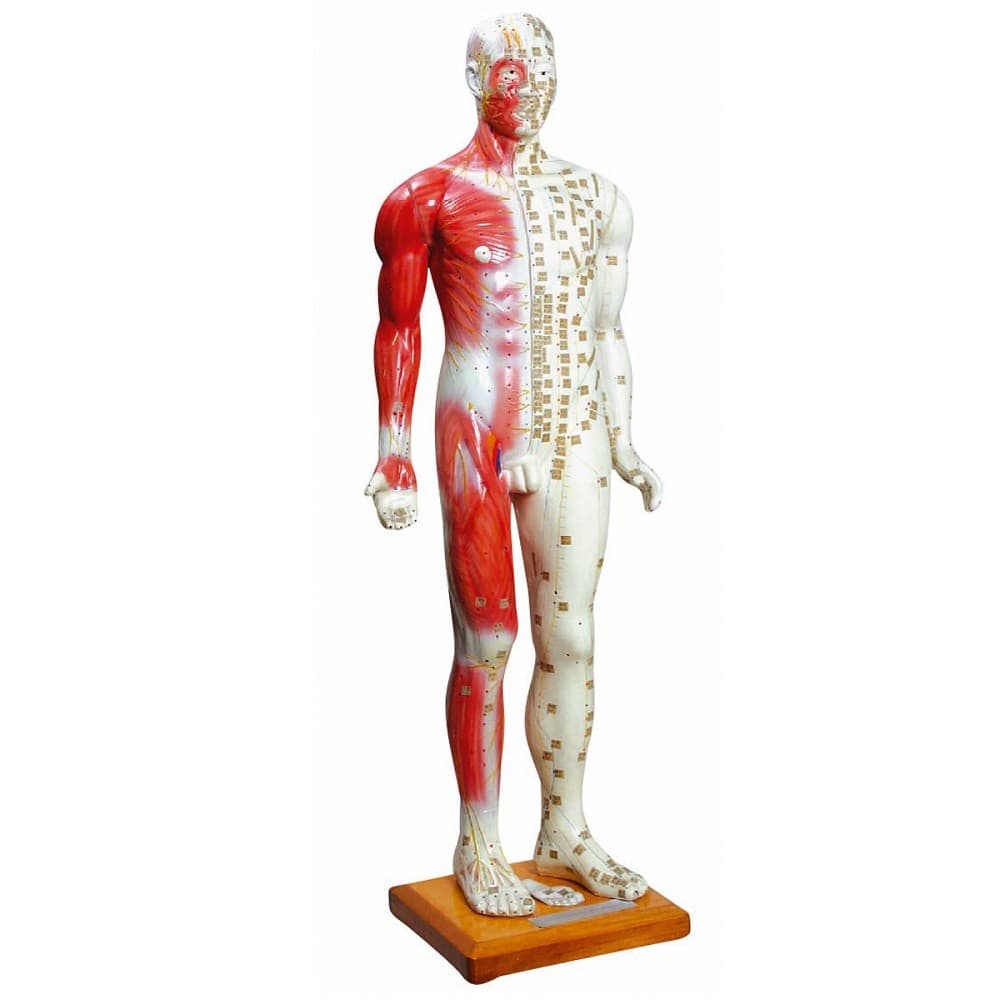 Manequim Acupuntura Masculino 85 cm Modelo Anatomia