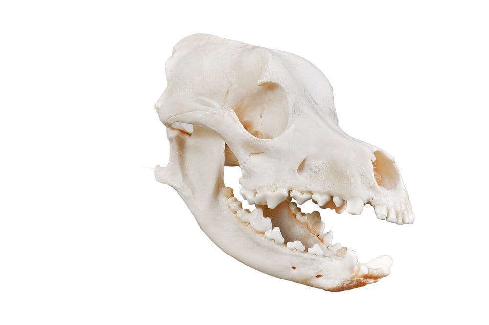 Crânio Natural de Cachorro - Portal do Médico