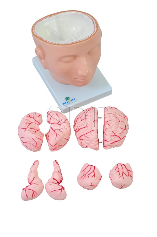 Cabeça com Cérebro em 9 Partes SD-5037 - SDORF Scientific