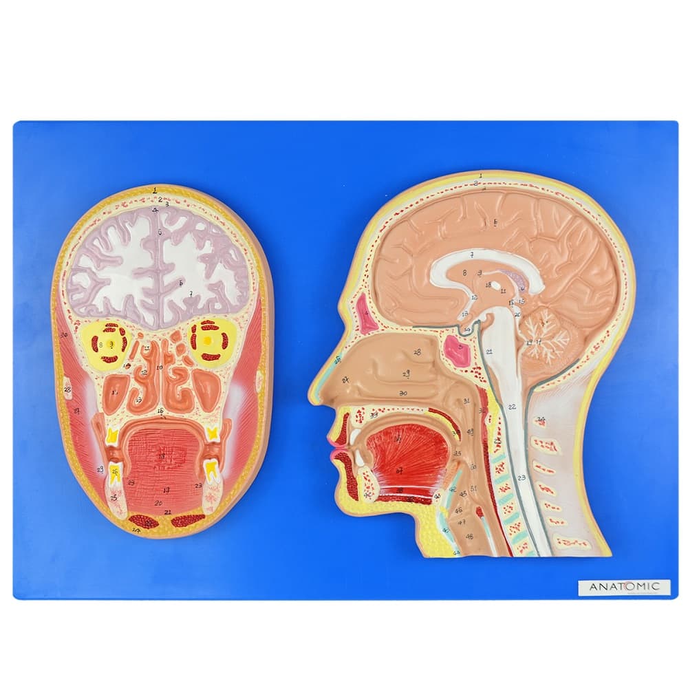 Cabeça em Corte Sagital e Fronta - Portal do Médico