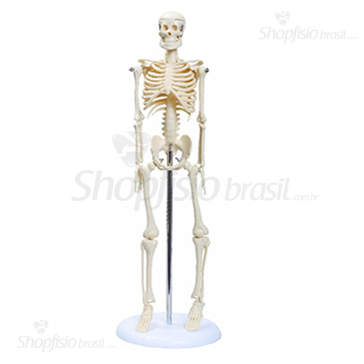 Esqueleto Humano TGD-0121 Resina