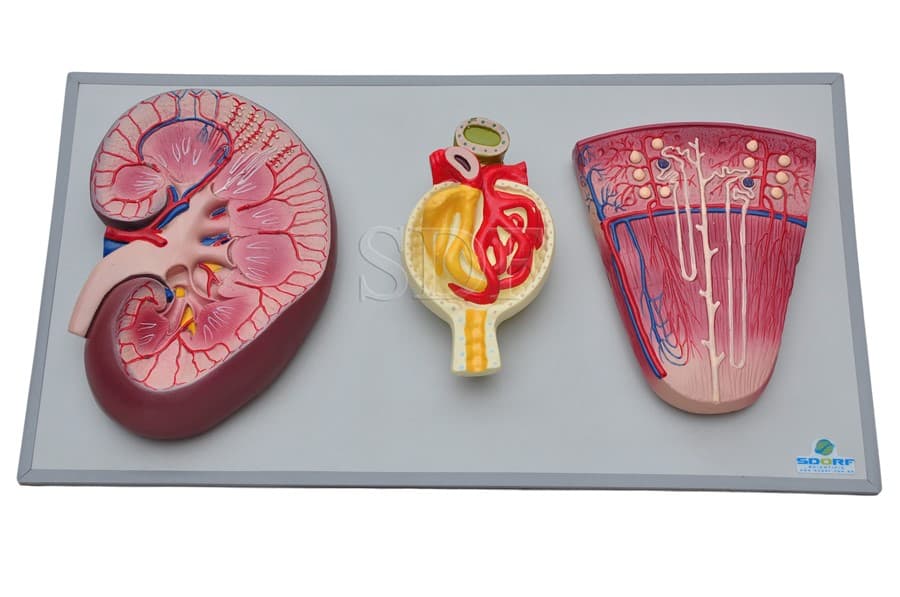 Rim, Nefróns e Glomérulos em Prancha SD-5051/B - SDORF Scientific - Portal do Médico