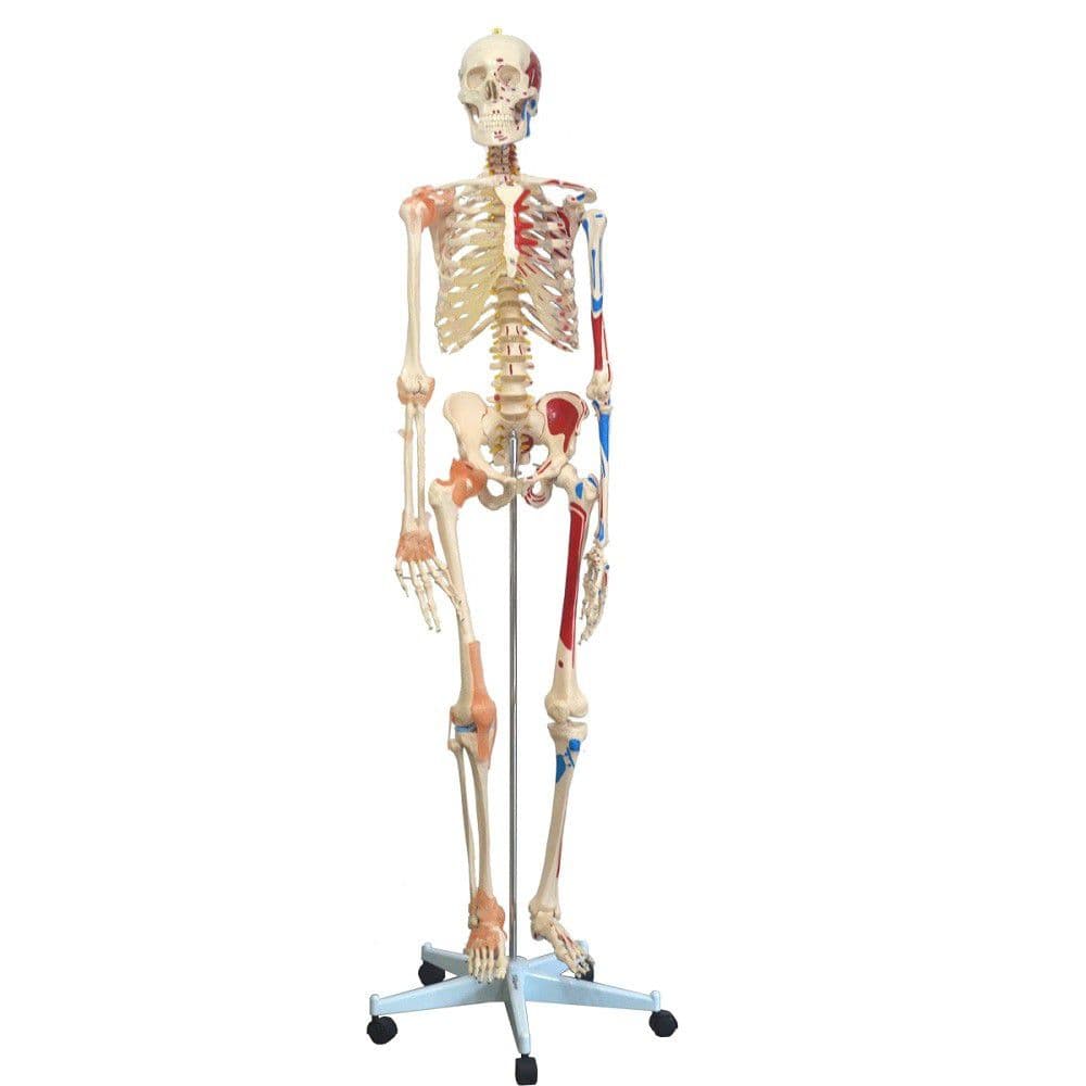 Esqueleto Humano 1,68 cm com Ligamentos, Articulados e Muscular