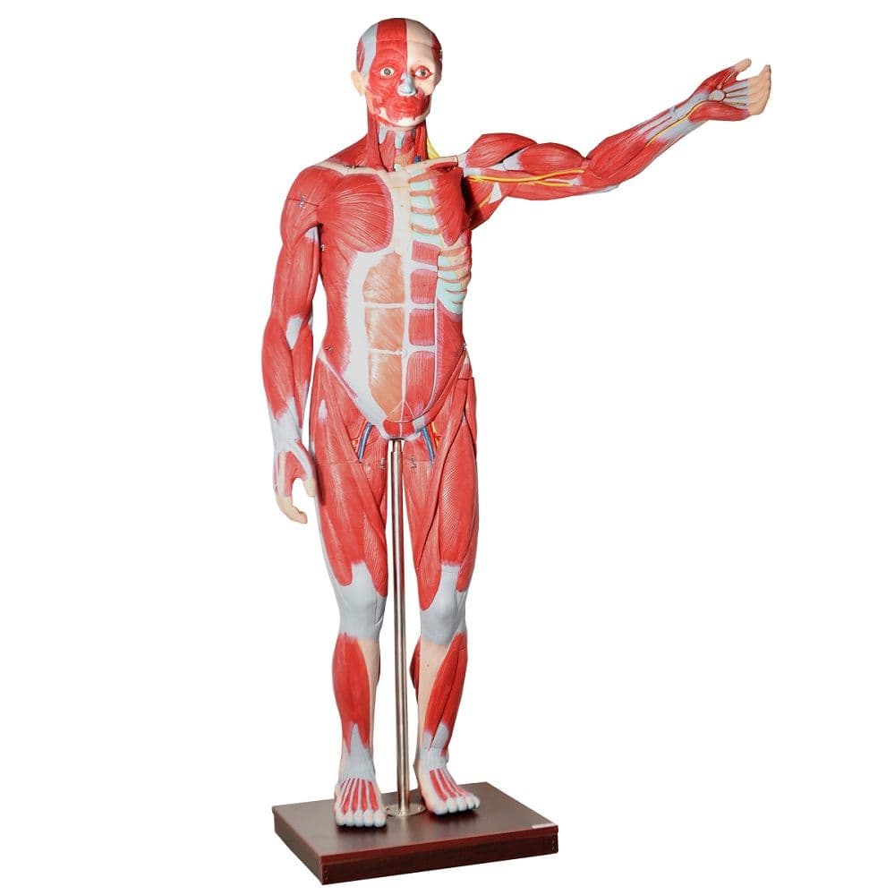 Manequim Muscular Assexuado com 1,70 cm em 30 partes e Órgãos