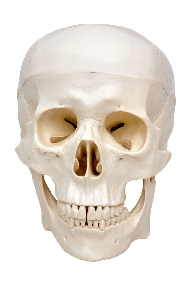 Crânio Humano Tamanho Natural em 5 pts, Anatomia - Portal do Médico
