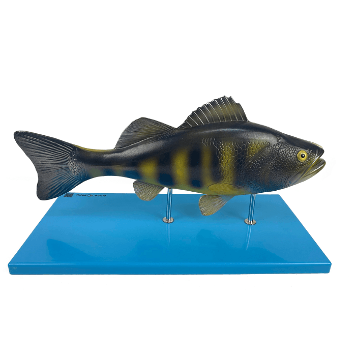 Anatomia do Peixe
