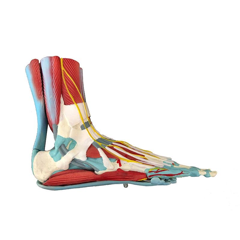Pé Humano Musculado 9 pts, Anatomia Esqueleto - Portal do Médico