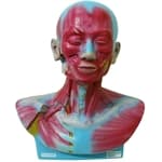 Cabeça e Pescoço Musculado - Anatomic - Portal do Médico