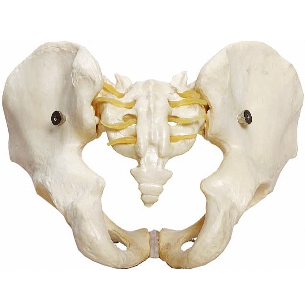 Esqueleto Pélvico Masculino, Anatomia Pelve Masculina
