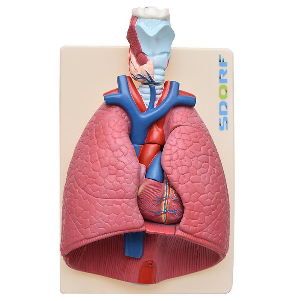 Sistema Respiratório em Prancha 7 Partes, Anatomia - Portal do Médico